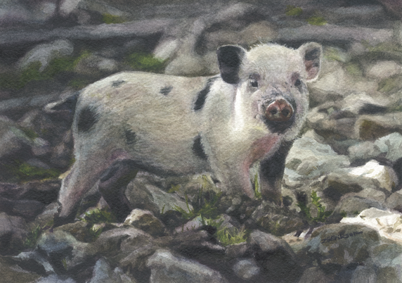 This is a watercolor painting of a piglet standing on the rocks. The piglet is mostly pink-colored, but also has several black spots on its back. The piglet is staring at the viewer while standing to the right. 
The reference photo was downloaded by me two years ago (I just checked!) and not once I have decided to let go of it. I find this one A.D.O.R.A.B.L.E. and looking at the description of domesticated pigs I have strongly started to consider aiming to go vegetarian. Seriously, I am currently taking baby steps for that. 🥲💕💕