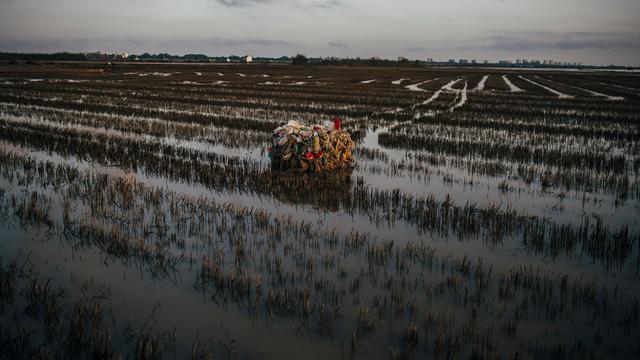 Efectos de la dana de hace un año en los arrozales del Parque Nacional de la Albufera de Valencia.