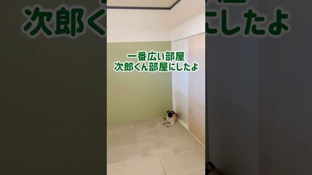 【大き過ぎじゃろ🤩】パグ次郎のお部屋が主より大きい #パグ #散歩 #リフォーム #pug