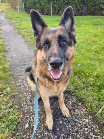 A photo of a German Shepherd Dog sitting on a gravel path ans staring straight into the camera with his mouth open in a slight doggy smile