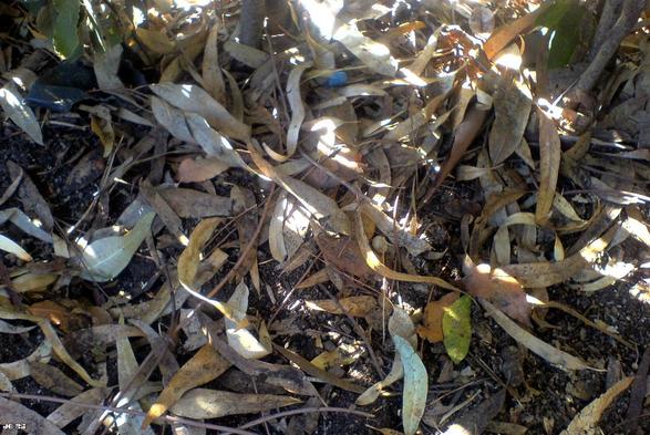 Farbfoto mit Blick auf den Boden unter einem Eukalyptusbaum mit Laub in verschiedenen Braun-, Grün- und Gelbtönen.