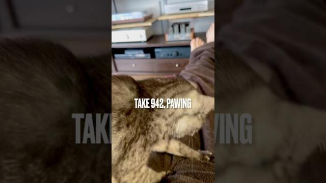 #ほりほり猫 #寝床作り #寝床 #整いました #至福のひととき #egyptianmaucat #エジプシャンマウ #エジプシャンマウスモーク #エジプシャンマウの仲間たち #shorts