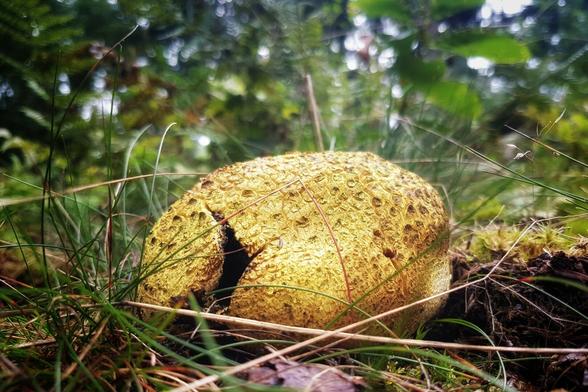 A highly textured, golden-yellow, round fungus (possibly a type of puffball or earthball) dominates the foreground, sitting low to the ground amongst blades of grass, moss, and dead pine needles. A dark, vertical crack splits the centre of the fungus. The background is a soft, blurry mix of dark greens and browns from the surrounding woodland foliage.