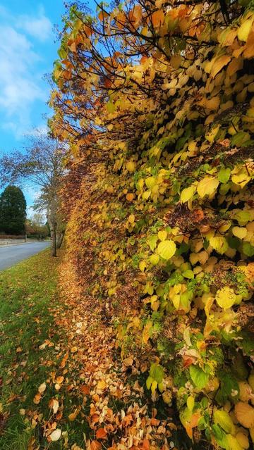 A vertical, outdoor photo capturing a close-up of a wall densely covered in brilliant yellow and gold autumn leaves, with some fading to brown and green. The sun casts a warm light, highlighting the texture of the leaves, which are also scattered thickly on the grassy verge and tarmac path in the foreground. A row of trees with thinning foliage runs alongside the path toward the background, all set against a bright blue sky.