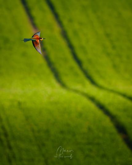 European bee eater flying above some green crops with lines in it