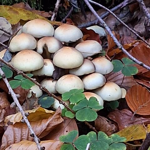 Nahaufnahme von einem Büschel "Ziegelroter Schwefelköpfe" (Hypholoma sublateritium)

Die Hüte sind 3 -10 cm breit, ein wenig ziegelrot und am Rande gelblich aufhellend.

Um die Pilze herum liegt Buchen- und Eichenlaub in unterschiedlichen Braunfärbungen. Die Pilze werden diagonal von dünnen Zweigen eingerahmt. Aus dem Laub heraus sprießt grüner Sauerklee.