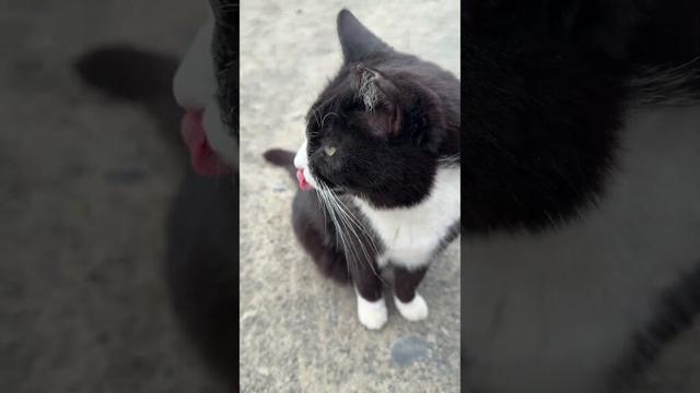 工事現場跡のネコたち。シロサビさん、いないな。他は、全員いた①