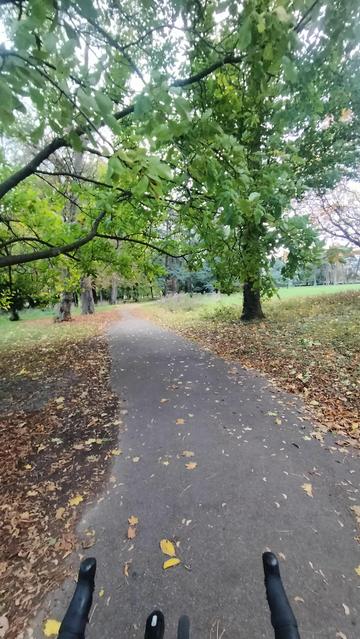 Chemin jonché de feuilles d'automne traversant un parc