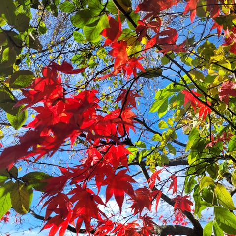 Blätter vom Japanischen Ahorn in rot umrahmt von grünen Blättern