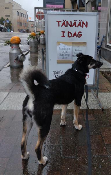 Koira seisoo maassa seisovan kyltin edessä. Kyltissä lukee TÄNÄÄN I DAG Runebergon tortut Runebergs tårtor. Taustalla näkyy metallisia maitotonkkia, joiden päällä on havuja ja kurpitsoita sekä rakennuksia. On sadepäivä ja harmaata.