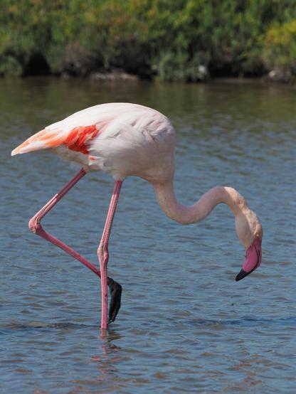 Un flamant rose dans un étang en Camargue