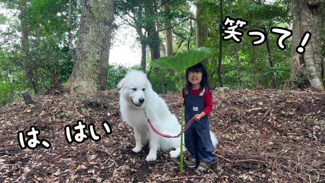 【相棒】大きな葉っぱの傘をさして超大型犬を散歩する３歳児がまるでアレの世界のようでした…♡｜グレートピレニーズ&オールドイングリッシュシープドッグ&トイプードル
