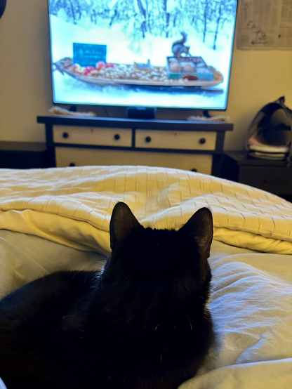 Tuxedo girl cat watching TV in a dimly lit bedroom on a bed with a beige coverlet