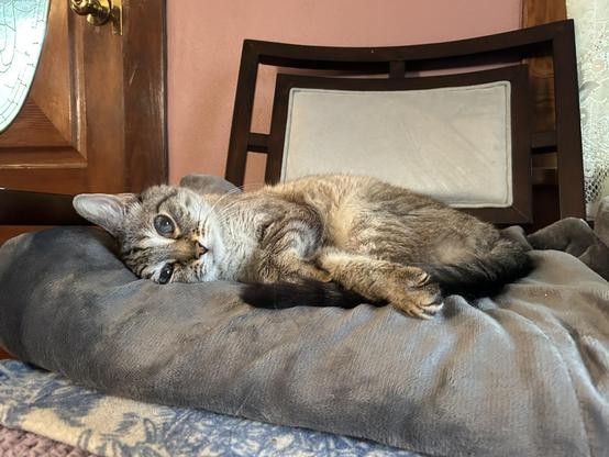 A lynx point Siamese luxuriating on his side, on a thick fleece blanket cushion on a chair. He is gazing at the camera, sideways, his paws resting in front of him.