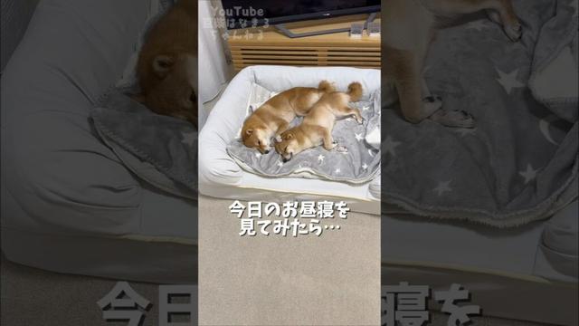 今日のお昼寝を見てみたら… #Shorts #shortvideo