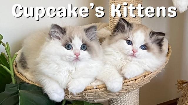 母猫と遊ぶラグドールの子猫 | とってもかわいい | 12週間