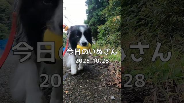 今日のいぬさん 2025.10.28【border Collie】 #shorts  #dog