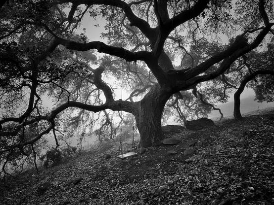 A black and white image of the silhouette of a large oak tree in the fog, growing on a hill. There is a wooden swing hanging from one branch and leaves cover the ground. Hiking trail perimeter trail of Cerro San Luis in San Luis Obispo, California.