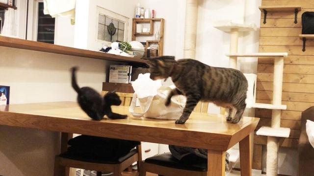 子猫が先住猫に受け入れられた日々の思い出