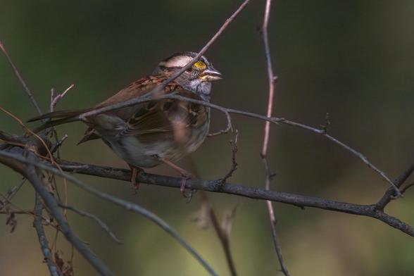 Photograph of a white-throated sparrow perched on a slender leafless branch amid a small tangle of small leafless branches with out of focus green foliage in the background. The background and foreground are mostly in shadow, but the lower right frame is partially illuminated by sunlight filtering through the canopy above. The sparrow is in the left frame and it's facing right in profile. The sparrow's head is highlighted by sunlight that has filtered through the canopy, but its lower body is in shadow. White-throated sparrows have grey to white mottled belly and chest feathers, brown wing and back feathers with white and black markings and barring, a grey head with a black and white striped cap (4 black stripes with three white stripes in between), yellow patches above each eye, a white throat, dark eyes, a silvery-black beak, and brown legs and feet.