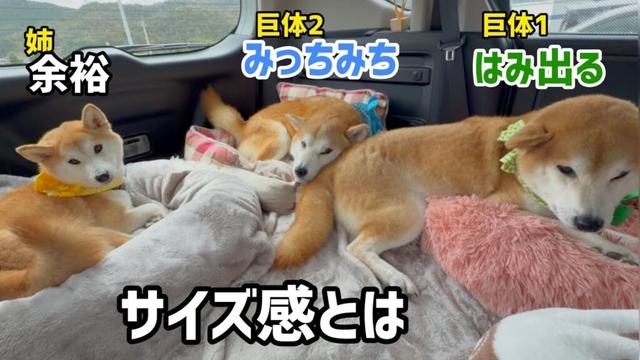 柴犬きょうだいのベッドのサイズ感が合ってませんがそれもとても可愛いw