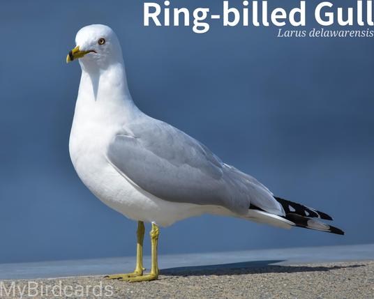 🌎 Ring-billed Gull (Larus delawarensis) 

The Ring-billed Gull is a medium-sized gull with a white head and underparts, gray back, and black wingtips. A key feature is a black ring encircling its yellow bill and yellowish legs. Widely found across North America, often near large inland lakes, rivers, and coastal areas, especially during the breeding season. Ring-billed Gulls migrate south for winter. Highly opportunistic and social, often seen in large flocks, they feed by wading, surface-dipping, and scavenging. No subspecies are recognised. 2.5 Flash (Edited) 

Conservation status: Least Concern (IUCN 3.1)

Fun fact: Ring-billed Gulls have been observed engaging in what appears to be play, by dropping an object while airborne and then swooping down to catch it again before it hits the ground.

📷: Photo by JackBulmer via Pixabay 
https://pixabay.com/photos/bird-seagull-ring-billed-gull-4384804/

CMDM
