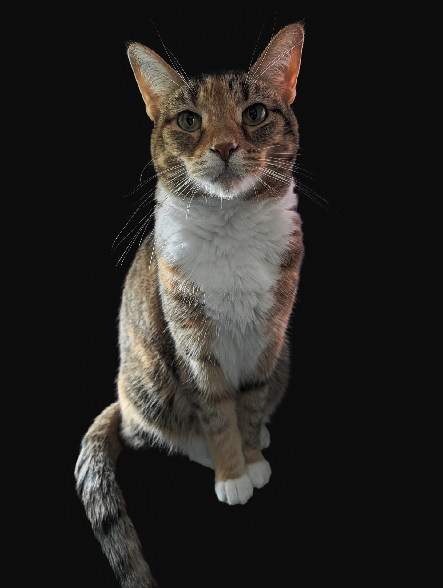 Spice the cat, on orange tabby, looking gravely into the camera.