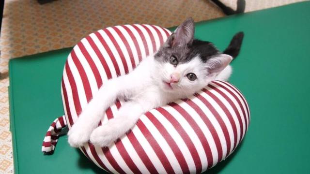 すっぽりハマって気持ちよさそうに眠る子猫【赤ちゃん猫　保護猫】