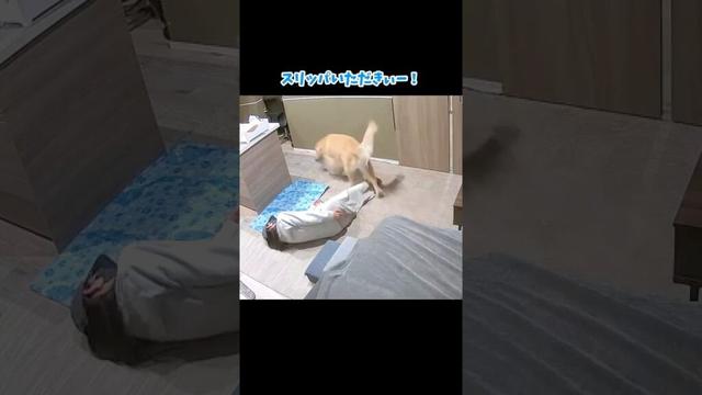 でっかい赤ちゃん #大型犬 #ゴールデンレトリバー