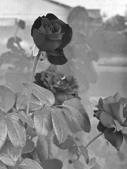 Monochrome photo of red roses in the old bush out front, shot in Portrait mode on phone to get dramatic light in a composition. The window reflects me in a medium gray blurred view as I take the photo. You can see my head above both hands steadying the phone and my left arm holding the position. Across the street is a home reflects behind and behind me. The detail view with more saturation are the 3 rose blooms slightly pointed to the right and many full and a little shiny leaves.