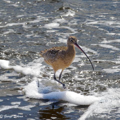 Sandpiper, with long legs, tan body with dark spots and patterns, and a long curved bill, walking in foamy seawater on the edge of the water.