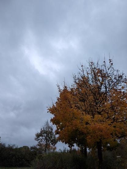 Stürmischer Wolkenhimmel. Im Vordergrund steht ein Ahorn mit gelb-orange Blättern. Die obere Hälfte hat die meisten Blätter verloren. Mehrere andere Büsche und Bäume im Hintergrund.
