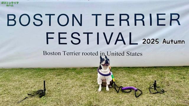 618頭のボステリが集まったボステリの祭典 ボストンテリアフェスティバル 2025秋