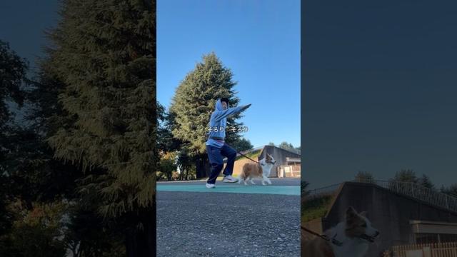 ボーダーコリーを飼う人へ、火曜日の散歩もそろりそろり #わんだブログ #vlog #bordercollie #中型犬 #中年