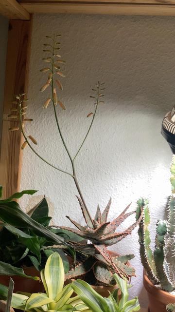 Auf dem Bild ist eine Gruppe von Zimmerpflanzen zu sehen, die unter einer künstlichen Lampe stehen.

Im Vordergrund befindet sich eine sukkulente Pflanze (vermutlich eine **Aloe** oder ein **Gasteria-/Aloe-Hybride**), die einen langen, verzweigten Blütenstängel mit zahlreichen länglichen, orange-rosafarbenen Knospen trägt. Diese Knospen sind typisch für Aloe-Blütenstände.

Im Hintergrund sieht man weitere Pflanzen, darunter:

* Oben rechts: einen **Kaktus** mit länglichen, stacheligen Trieben.
* Rechts daneben: eine Pflanze mit **grün-gelb gestreiften Blättern**, vermutlich eine **Dracaena (z. B. Dracaena fragrans „Lemon Lime“)**
* Unten im Bild: grüne, lanzettförmige Blätter, die an **Sansevieria (Bogenhanf)** erinnern.

Die Pflanzen stehen offenbar in einer Holzregalkonstruktion an einer hellen Wand, und die Beleuchtung scheint von einer Pflanzenlampe zu kommen.