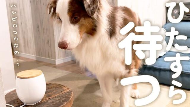 おやつの出るペットカメラ依存した犬がこちら…💦ひたすら待ち続けてます😂【ボーダーコリー・オーストラリアンシェパード】