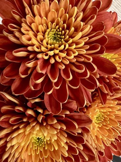 Close-up of vibrant flowers in shades of red and orange, showcasing their intricate petal formations and a central cluster of green stamens.