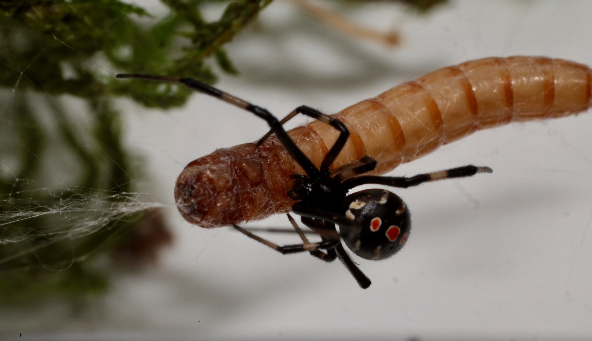 black widow dining on a mealworm