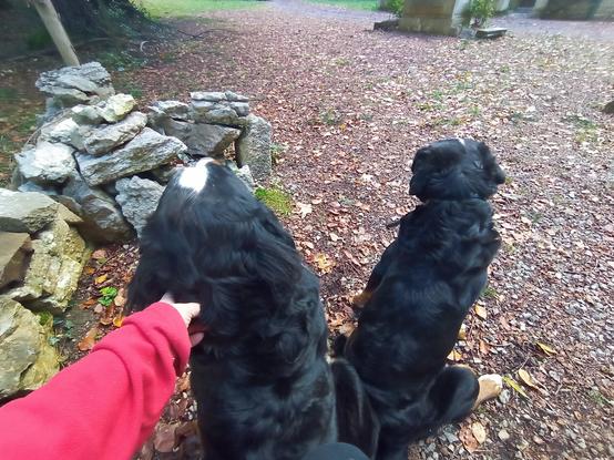 Deux chiens assis vus de dos.
Lun se fait gratouiller l'oreille.