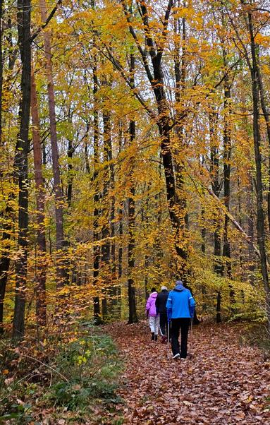 Eine Gruppe von Menschen geht mit Unterarmgehstützen auf einem Laubweg durch einen herbstlichen Wald mit gelb-orange gefärbten Bäumen.