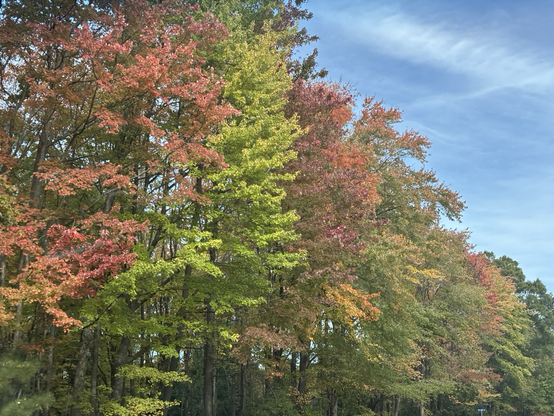 Trees in autumn colors