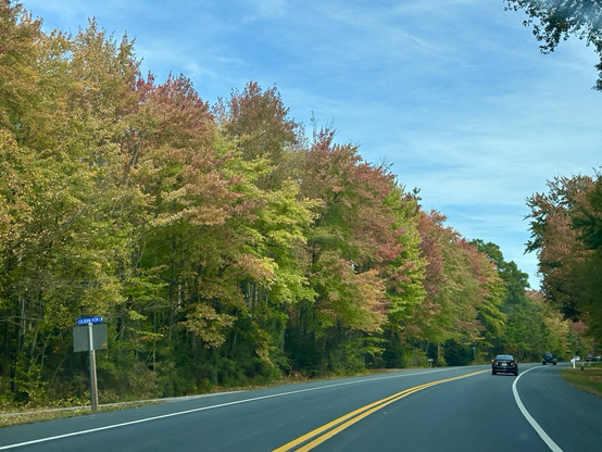Row of trees changing colors for autumn against a blue sky.