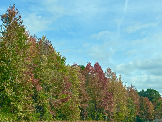 Trees changing colors in autumn against a blue sky.
