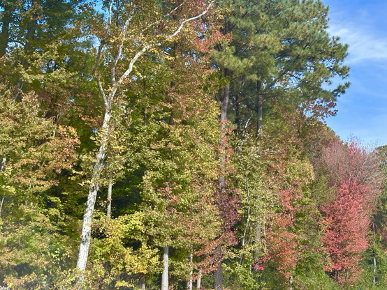 Trees changing color in autumn