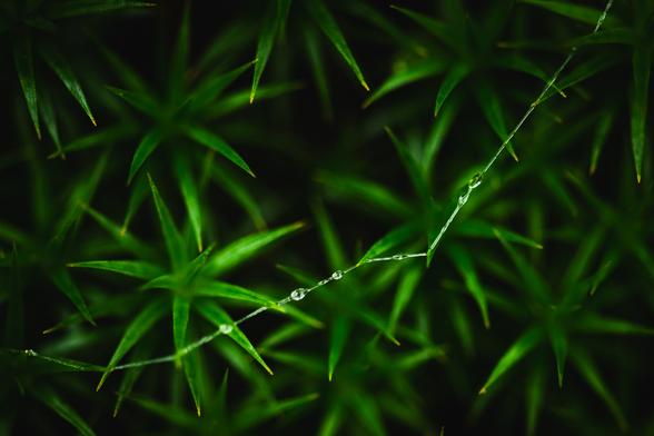A close up photograph of some haircap moss, bright green forming little star shapes.

In a rough diagonal on the image is what probably could be a string of spider silk, with water droplets here and there