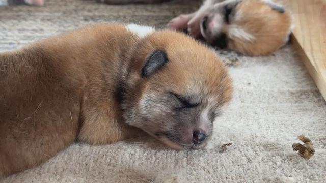 じいちゃんの秋田犬【大家族編】#5　安らぎの時