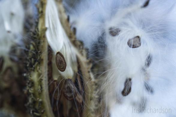 Milkweed Seedpod Split Open macro photograph