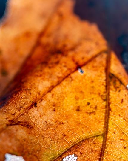 Macro image of fall foliage orange leaf