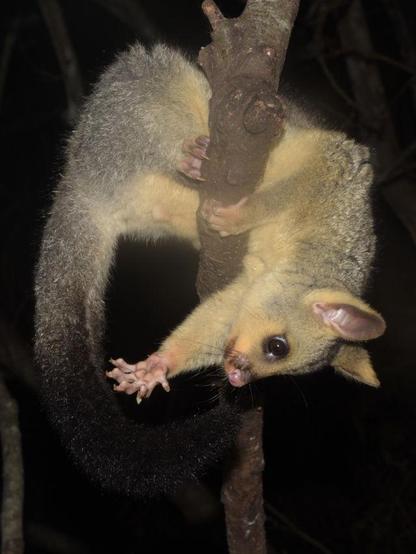 A young brushtail possum is draped over a branch and is clutching at his own tail.