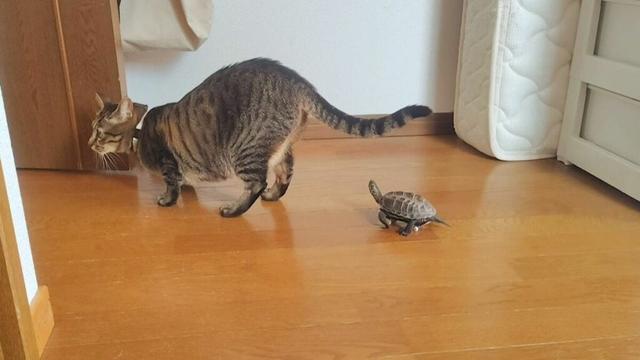 【200万再生】猫を追いかける亀を｢指スケボー｣に乗せてみた…？ニンテンドーSwitchゲームにもなった､世界中で注目されるクサガメが持つ凄い力 | ワンでもニャンでもない家族 | 東洋経済オンライン